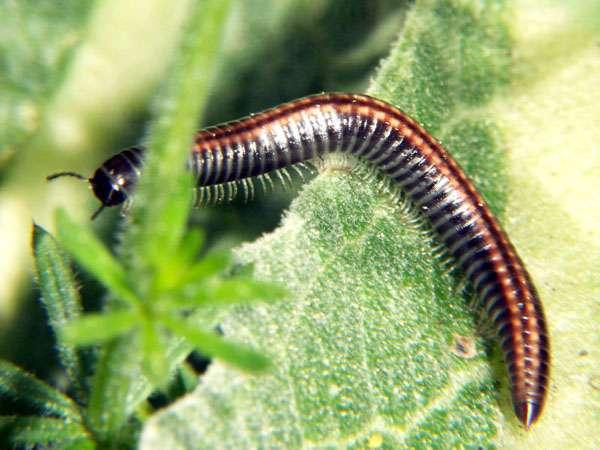 pár čelistí je srostlý, spolu s horním pyskem uzavírá zespodu ústní ústrojí - řád mnohonožky (Opistospermophora) - mnohonoţka dvoupásá (Schisophyllum sabulosum)