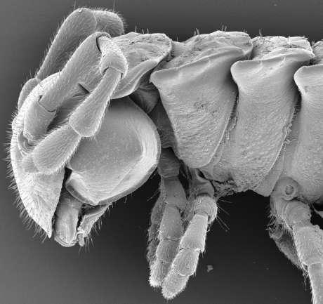 Obr. 41: Plochule (Polydesmus), přední část těla,
