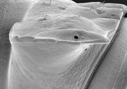 Obr. 43: Plochule (Polydesmus), laterální pohled, detail postranního výběţku hřbetní strany těla, patrný je otvor obranné zápašné ţlázy, typický pro