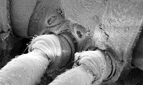 44: Plochule (Polydesmus), průduchy (stigmata) na trupových článcích, které přivádějí vzduch do vzdušnic (trachejí). (orig. J.