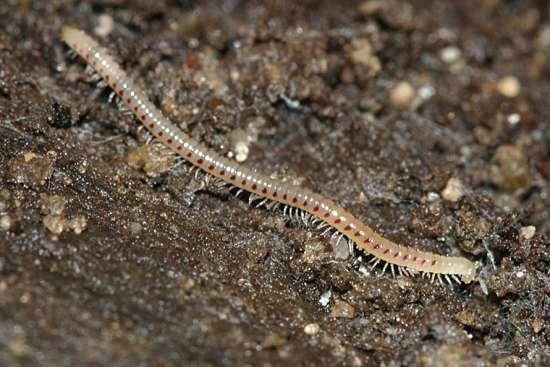 48: Mnohonoţka slepá (Blaniulus guttulatus), http://bugguide.net/node/view/31942. Foto Murray T. Zdroje: Coleman a kol., 2004; Hančová, Vlková, 1998; Jankovská, a kol.
