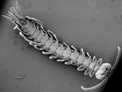 Kmen: ČLENOVCI (ARTHROPODA) Podkmen: VZDUŠNICOVCI (TRACHEATA) Nadtřída: STONOŢKOVCI (MYRIAPODA) Třída: stonožky (Chilopoda) Obr. 49: Stonoţka (Chilopoda), ventrální pohled. (orig. J.