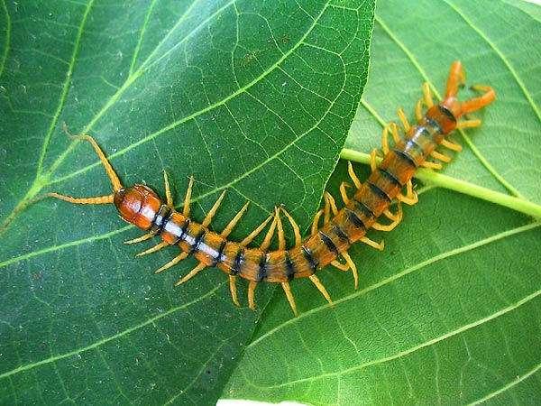 - řád stejnočlenky (Scolopendromorpha) - stonoha pásovaná (Scolopendra cingulata) téměř stejně dlouhé hřbetní články, krátká tykadla, silné vlečné nohy, bolestivě a nebezpečně koušou, jihoevropský