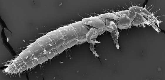 Kmen: ČLENOVCI (ARTHROPODA) Podkmen: VZDUŠNICOVCI (TRACHEATA) Nadřída: Šestinozí (Haxapoda) Třída: hmyzenky (Protura) Obr. 57: Hmyzenka (Protura), laterální pohled. (orig. J.
