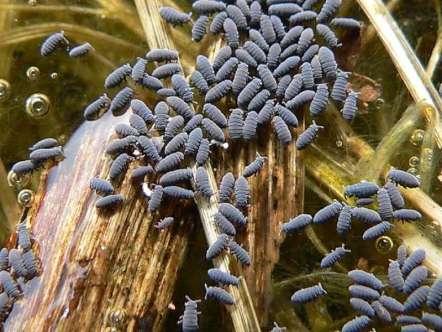 - volnočlenky (Symphypleona) - mákovka vodní (Podura aquatica) modravě černá, 1mm velká, vyskytuje se na hladině a u
