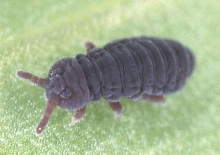 rostlin Obr. 63: Mákovka vodní (Podura aquatica), http://193.138.206.23/~doehetzelf/taxa/collembo.htm. Foto De Wilde.