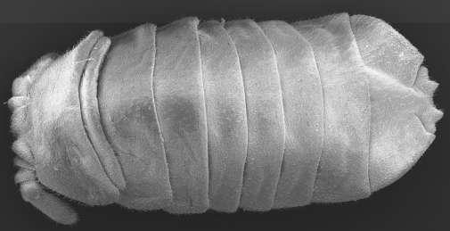 - larvěnka obrovská (Tetrodontophora bielanensis) náš největší druh chvostoskoka, 6 9 mm, šedomodrá,