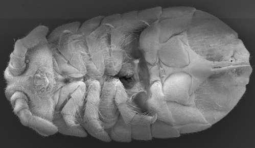 65: Larvěnka obrovská (Tetrodontophora bielanensis), dorzální pohled. (orig. J.