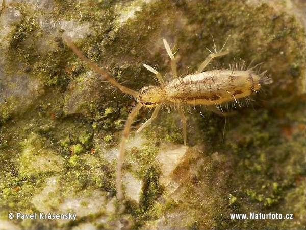 - huňatka mechová (Entomobrya muscorum) běţná, na hrudi a zadečku podélné tmavé pruhy, ţije v mechu Obr.