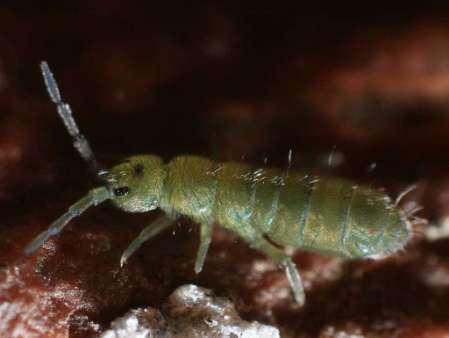 - poskok měnlivý (Isotoma viridis) nazelenalá barva, často zjara na hromadě sněhu Obr. 69: Poskok měnlivý (Isotoma viridis), http://193.138.206.23/~doehetzelf/taxa/collembo.htm.