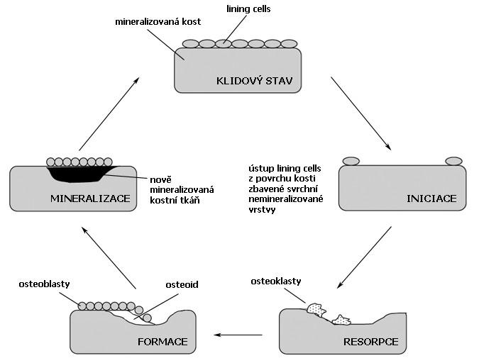 (Mescher 2010). Po ukončení produkce a mineralizace se z osteoblastů stávají osteocyty nebo klidové lining cells. 1 Obr. 4: Fáze remodelačního cyklu.