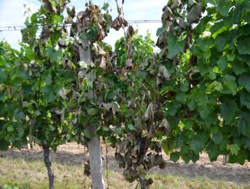 e) Fytoplazmové žloutnutí a červenání listů révy (stolbur révy) Původce Candidatus Phytoplasma solani Aktuální výskyt choroby: Na mnoha lokalitách byly zjištěny u náchylných odrůd významné výskyty