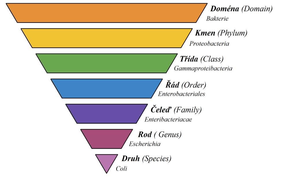 Obrázek 2.2: Příklad taxonomického zařazení bakterie Escherichia Coli [24] 2.4 16S rrna Pro účely amplikonové sekvenace popsané v sekci 2.