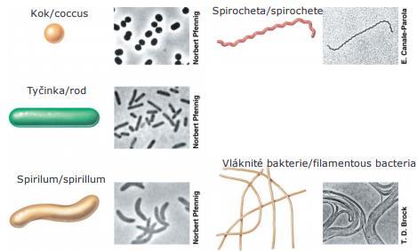 1.1.2. Rozdělení bakterií Ačkoliv bakterie jsou velmi jednoduché, přece je mezi nimi několik různých forem. Rozeznáváme následující: nejběžněji jsou bakterie klasifikovány podle svého vzhledu.