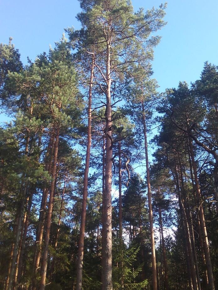 Popis činnosti: Žáci v lese vyhledají borovici lesní (Pinus sylvestris) a smrk ztepilý (Picea abies). Z obou jehličnatých stromů utrhnou několik jehlic a vloží je do popsaného igelitového sáčku.