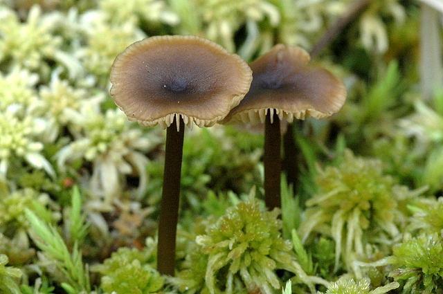 Ze spodních odumírajících částí rašeliníku zde rostou dva typičtí zástupci penízovka rašeliníková (Tephrocybe palustris) a čepičatka bažinná (Phaeogalera stagnina).