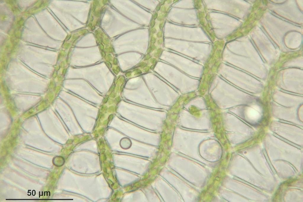 Příloha č. 5 laboratorní úkol: pozorování vnější a vnitřní stavby rašeliníku Pomůcky: rašeliník (Sphagnum sp.), potřeby k mikroskopování a optická lupa. Postup: 1.