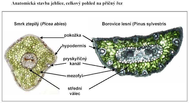 Příloha č. 6 laboratorní úkol: pozorování vnější a vnitřní stavby jehlice Pomůcky: jehlice smrku ztepilého (Picea abies), jehlice borovice lesní (Pinus sylvestris) a potřeby k mikroskopování.