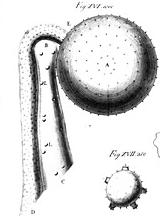 oleracea (Osservazioni microscopiche sopra varie piante, Memorie della Società Italiana delle