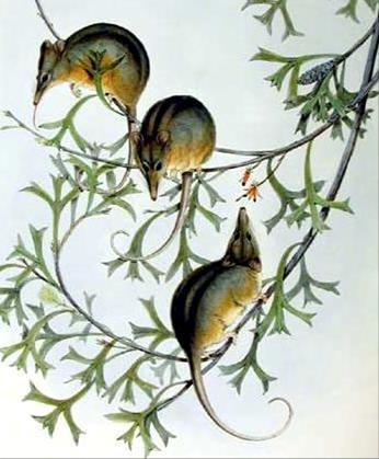 živočich ptáci (ornitogamie) letouni