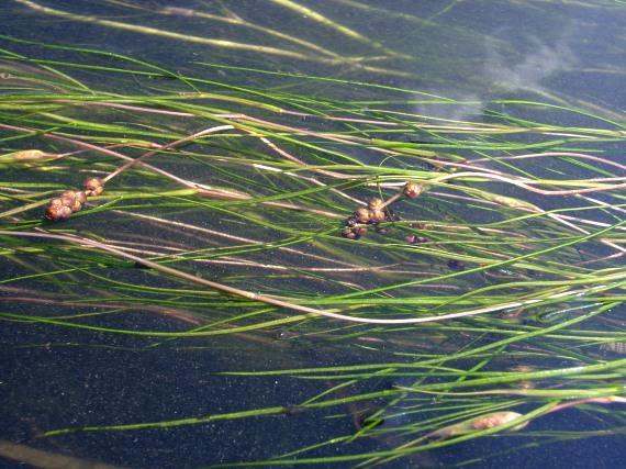 (Ceratophyllum), vodní mor (Elodea), některé rdesty (Potamogeton)