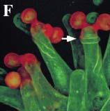 v době zralosti pokryté tekutým exudátem = voda, glycidy, lipidy (Solanaceae, Liliaceae, Poaceae)