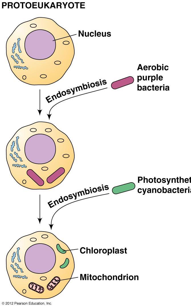 Vznik eukaryotické buňky Eukaryotická buňka Jádro s membránou invaginace membrány Kompartmentace Vytvoření endoskeletu pohyb,