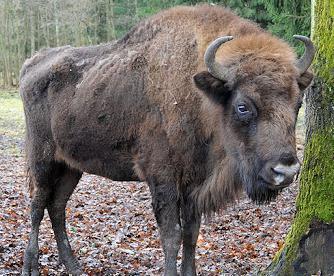 Zubr evropský Bison bonasus Největší býložravec v Evropě Vyhynul ve volné přírodě začátkem 20.