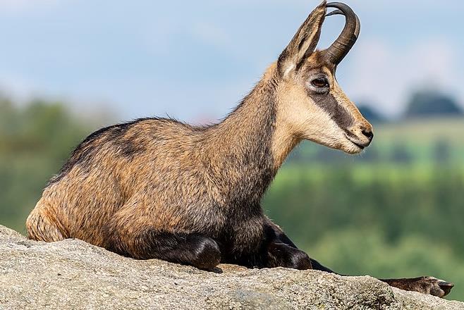 Kamzíci Rupicapra Cílená správa - znovuzavedení, zřízení chráněných území,