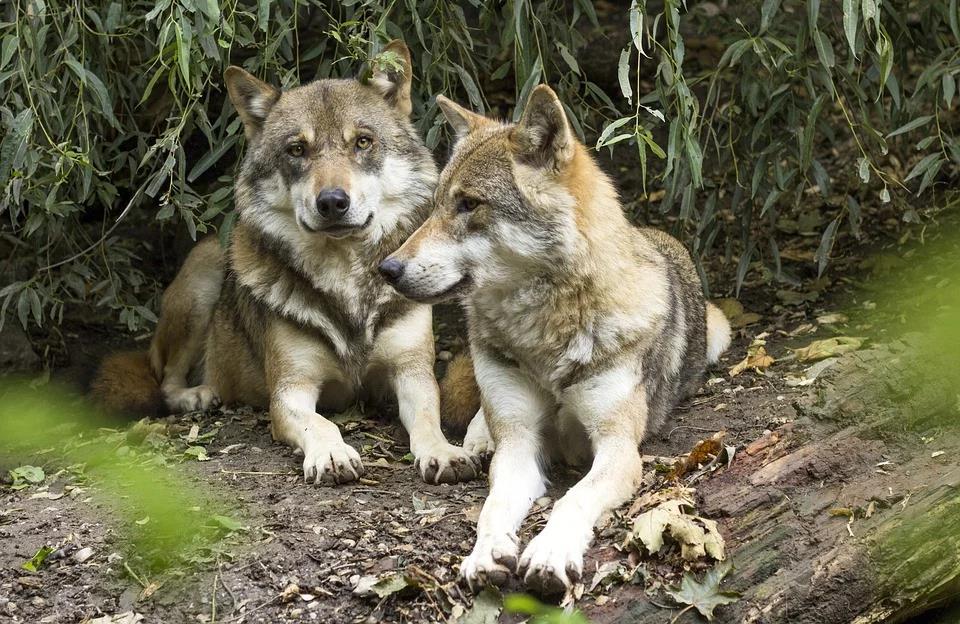 Vlk obecný Canis lupus Kdysi nejrozšířenějším savcem Pokles díky