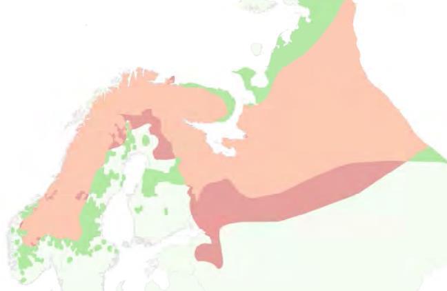 Rosomák sibiřský Gulo gulo Největší pozemský člen rodiny Mustelidae Historicky