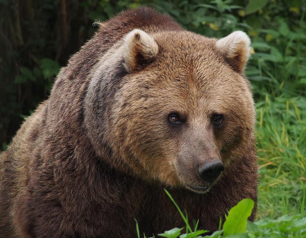 Medvěd hnědý Ursus arctos Největší dravec v Evropě, dříve hojně rozšířen Nyní