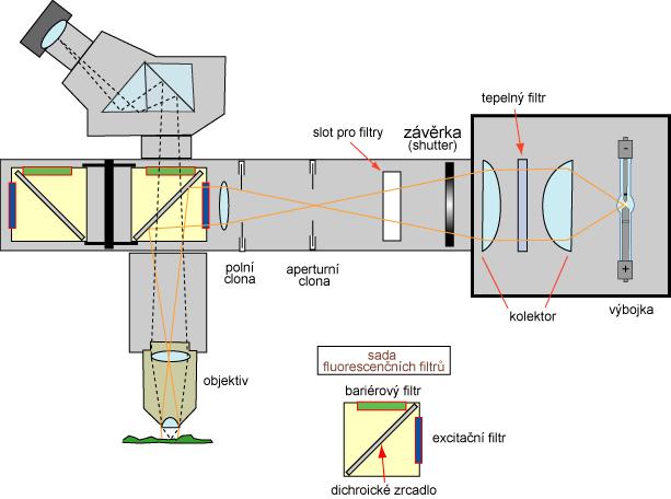 3.1. Fluorescenční mikroskopie Fluorescence je nesmírně důležitá technika pro studium biomolekul, ale také i pro materiálové vědy.