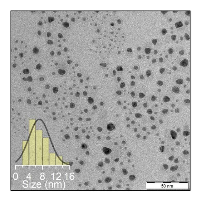 Pro koloid stříbra bez značení Rhodaminem je absorpční maximum patrné při vlnové délce 398 nm, pro Ag-RBITC-I pak 405 nm a pro Ag-RBITC-II 409 nm.