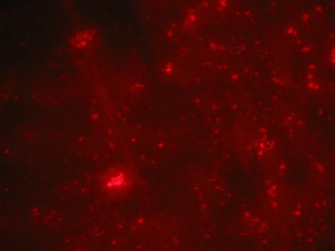 S narůstajícím časem působení nanočástic stříbra dochází k vyšší intenzitě fluorescence buněk, což prokazuje postupné zvyšování koncentrace nanočástic