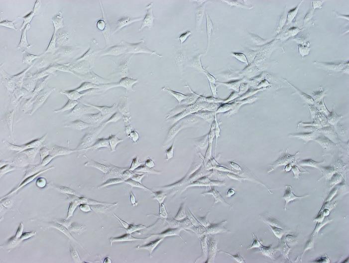 5.4. Fluorescenční mikropsie fibroblastů Pozorování interakce myších fibroblastů se značenými nanočásticemi provedla Mgr. Šárka Hradilová, Ph.D.