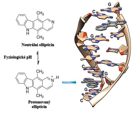 Svojí biologickou aktivitu uplatňuje také při interkalaci do DNA a inhibici topoizomerasy II.