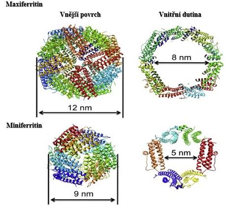 1.5.1. Apoferritin Apoferritin je protein nacházející se v tenkém střevě, kde se kombinuje s železem za vzniku ferritinu.