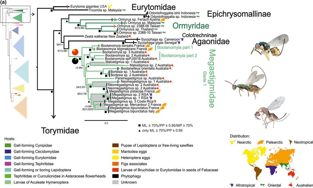 Studie Munro et al. (2011) klade Megastigmidae do příbuzenstva například rodů Asaphes (Pteromalidae: Asaphinae), Espinosa a Aditrochus (Pteromalidae: Ormocerinae) a Oodera (Pteromalidae: Cleonyminae).