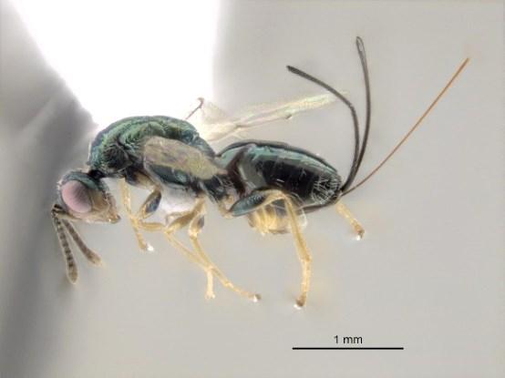 nonvitta, byl vychován z hálek vytvořených druhem Bruchophagus fellis (Hymenoptera: Eurytomidae) na rodu Citrus, kde je nejspíš parazitoidem jejich tvůrce (Mo & Stevens 2014). Obr.