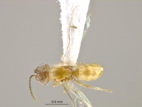 Obr. 15: Vzájemné porovnání rodů Bootania (vlevo, samice, skutečná velikost těla bez kladélka cca 1,5 cm; upraveno dle Grissell & Desjardins 2002) a Macrodasyceras (vpravo, samice, skutečná velikost