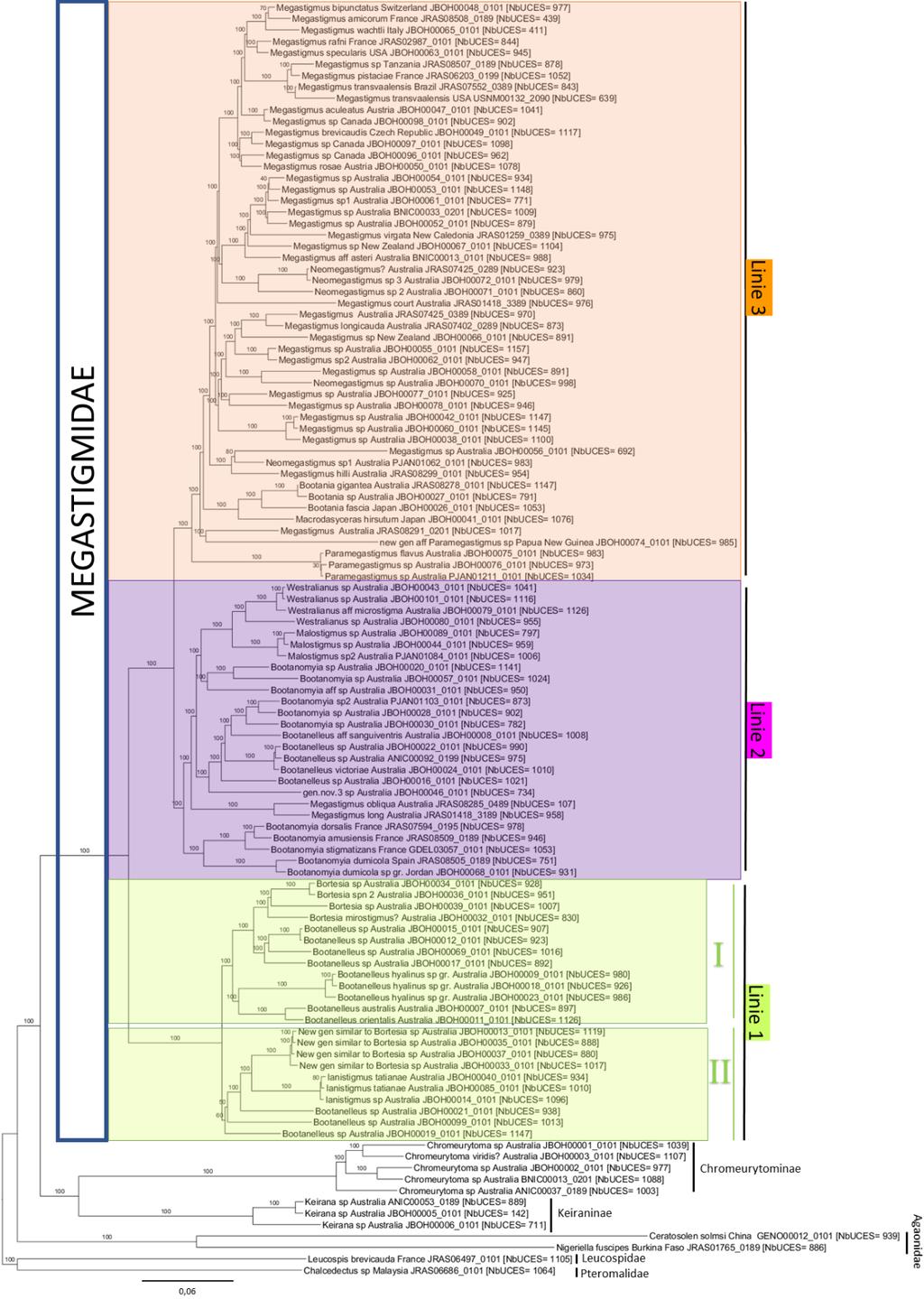 Obr. 19: Fylogenetický strom sestavený RAxML analýzou dat (celkově 1210 lokusů o délce 570.000 párů bazí).