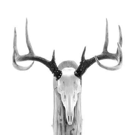 běloocasého severního (Odocoileus virginianus borealis) 1 2 3 4 5 6 7 8 9 10 11 12 13 53,50 3,20 64,50 65,10 8,30 10,80 23,80 21,20 18,70 19,20 11,40 15,30 14 15 16 17 18 19 20 21 22 23 24 25 26