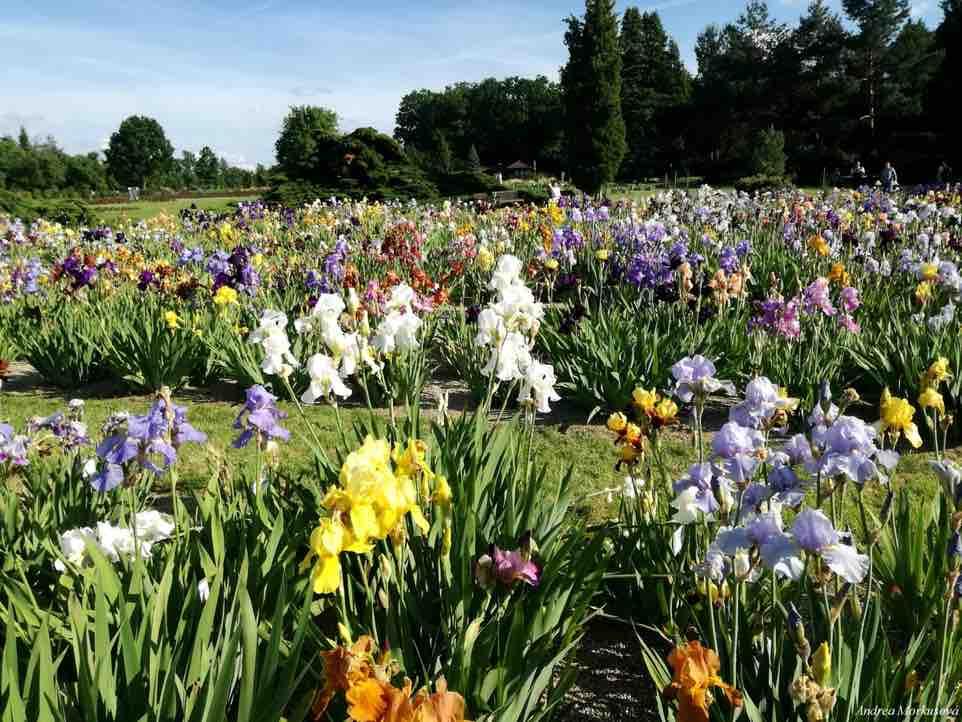 123 GENOFONDOVÉ SBÍRKY A BOTANICKÁ ZAHRADA Botanická zahrada na Chotobuzi www.ibot.cas.cz Otevírací doba 9.
