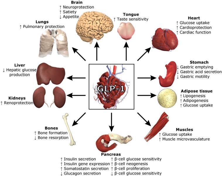 Inkretiny = GLP1 + GIP GLP1 receptor spřažený s G proteinem - camp - inzulin GLP1 degradován DPP-4, t 1/2 1-2 min agonisté GLP1