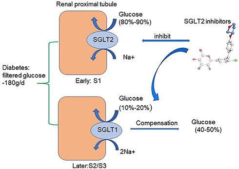Glifloziny inhibitory SGLT2 SGLT2 vstřebává 90 % glukózy z moči v prox.