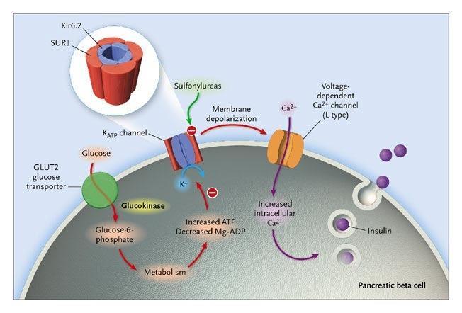 Sulfonamidová PAD - mechanismus účinku