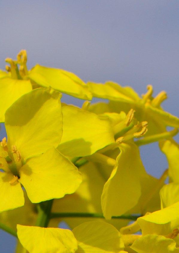 Sortiment odrůd 1.rokem ve zkouškách Tab.1 Výnos semene (t.ha -1 ) v roce 2019 [Seed yield (t.