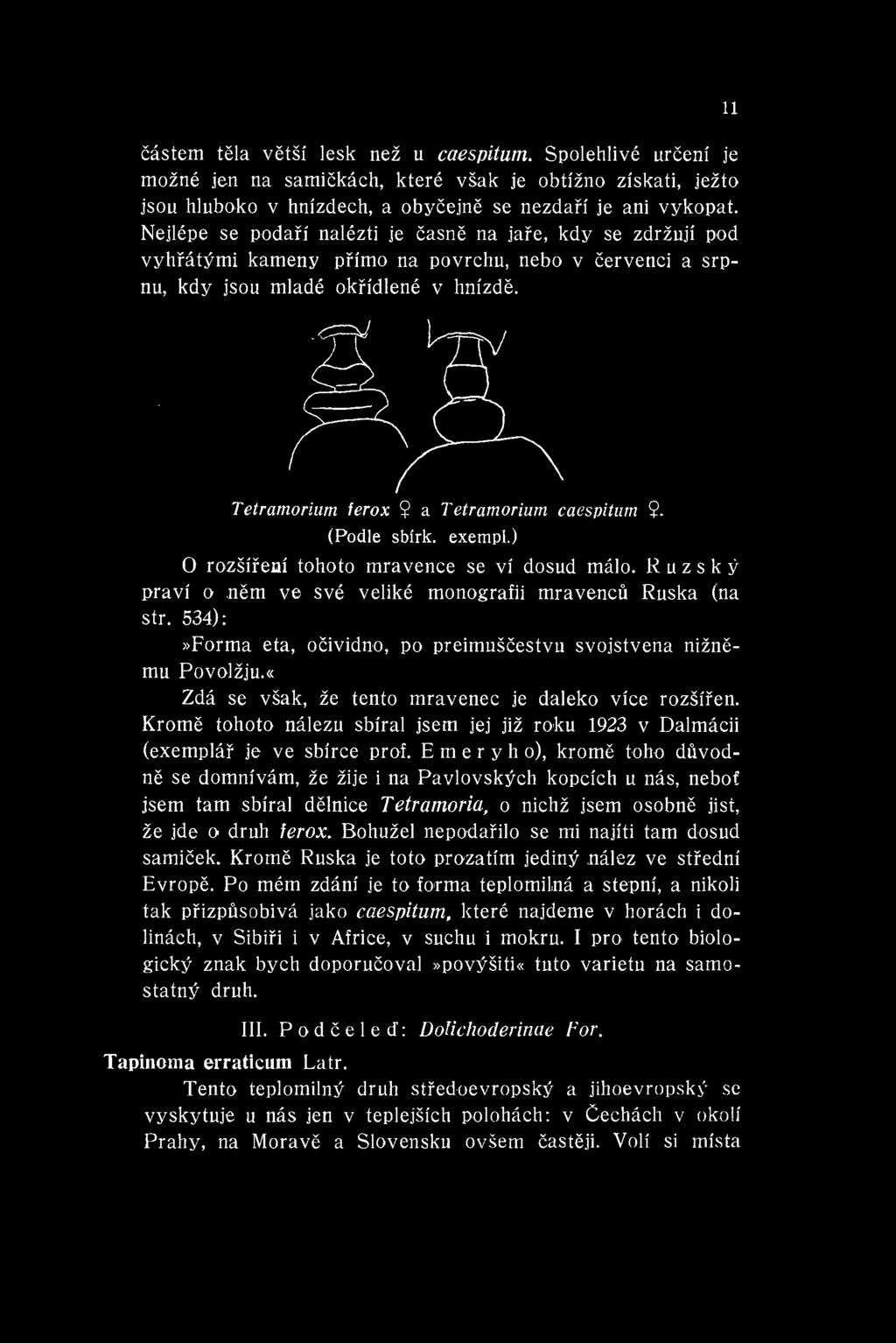 11 eastern tela vetsi lesk nez u caespitum. Spolehlive urceni je mozne jen na samickach, ktere vsak je obtizno ziskati, jezto jsou hluboko V hnizdech, a obycejne se nezdari je ani vykopat.