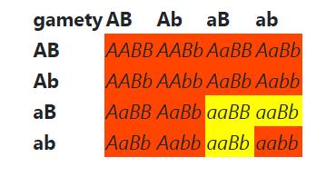 KOMPLEMENTACE/DUPLICITNÍ RECESIVNÍ EPISTÁZE (9:7) recesivní homozygocie v každém z lokusů vede ke stejnému fenotypu: aab-, A-bb, aabb, pokud jsou současně přítomny dominantní alely obou lokusů,